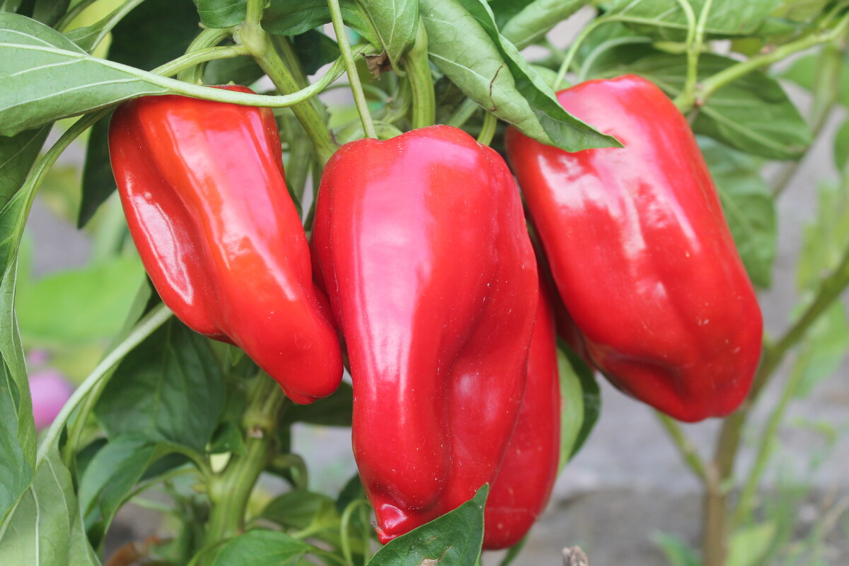 Сладкий перец