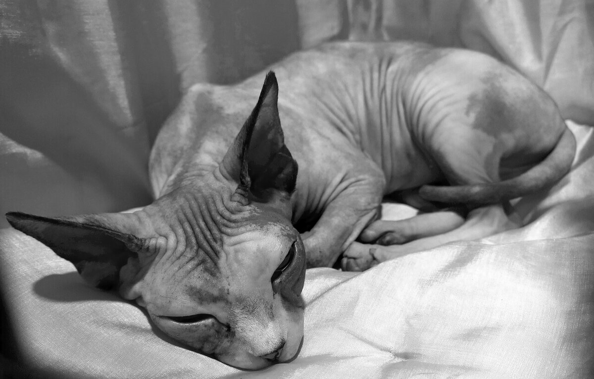 Фото skeeze с сайта Pixabay 