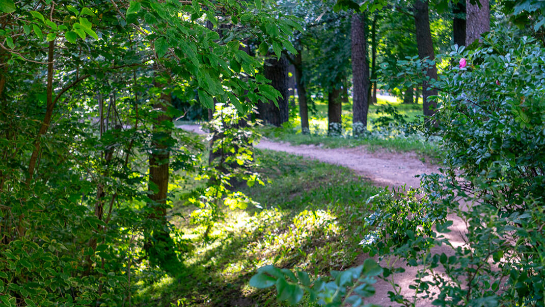 Лесопарк дубки подольск фото