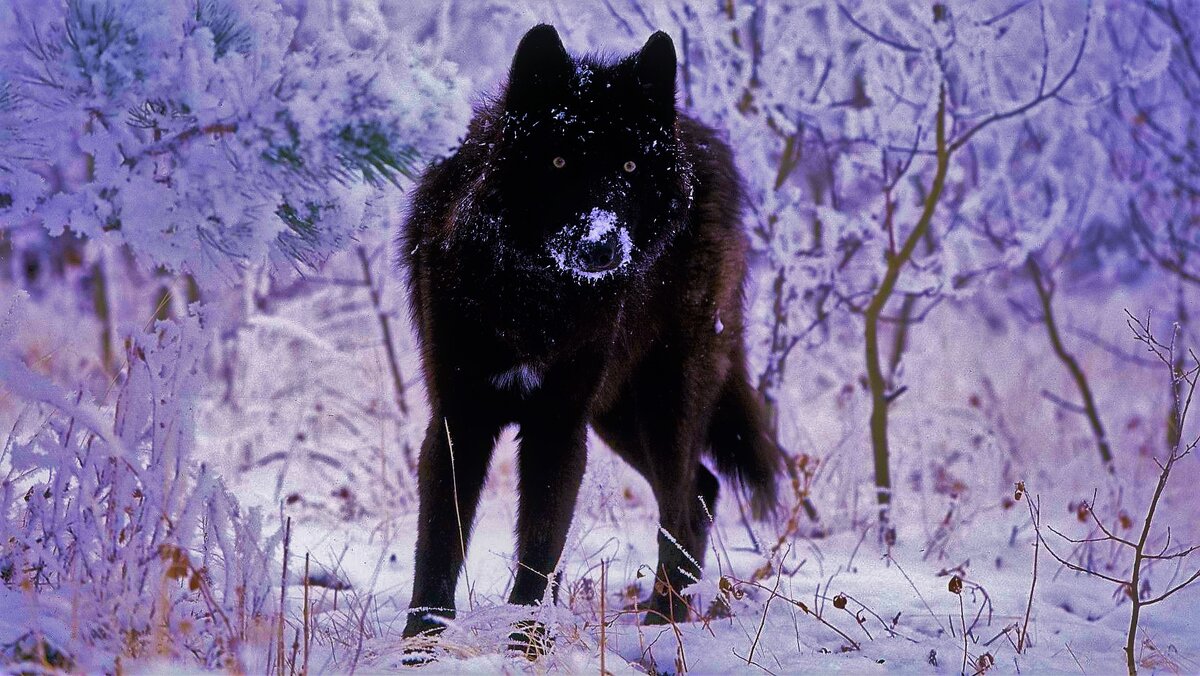 (Фото из свободного доступа "Яндекс-картинки")