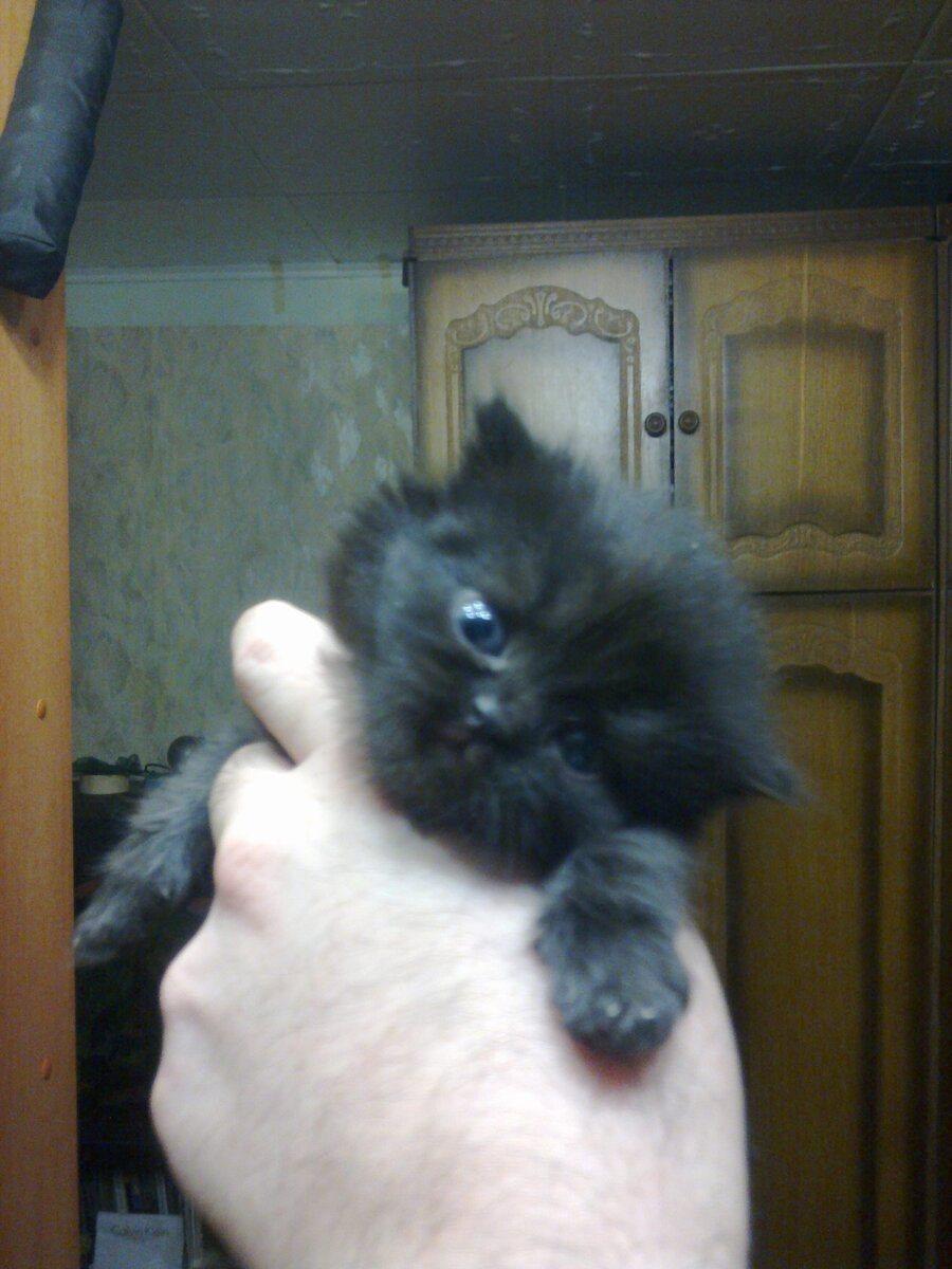 Хома времен получения клички