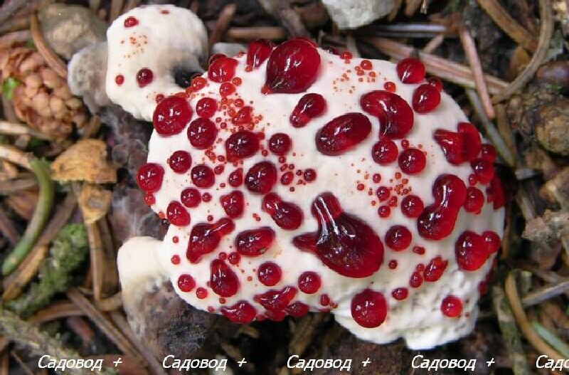 Кровоточащий зубной грибок ( Hydnellum peckii )
