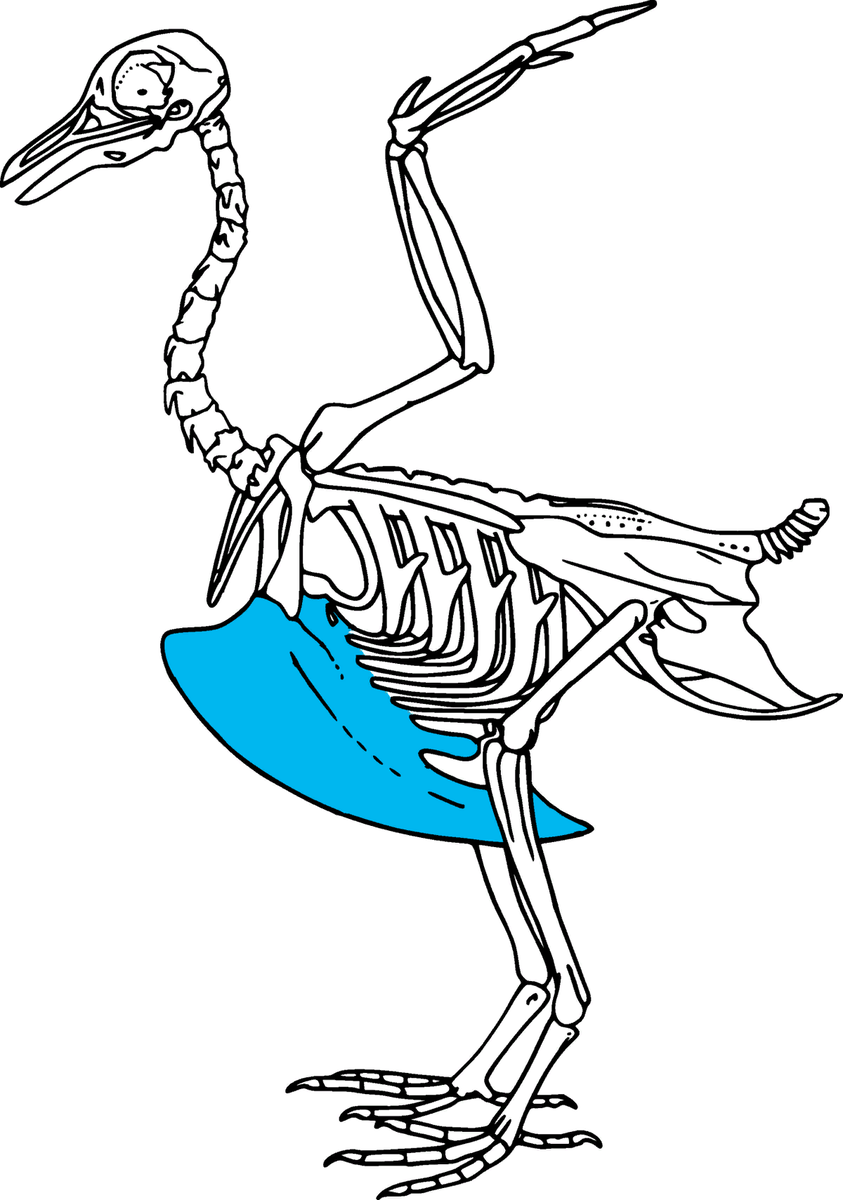 Скелет цевка. Скелет птицы киль. Скелет голубя киль. Скелет птицы Грудина. Киль (биология).