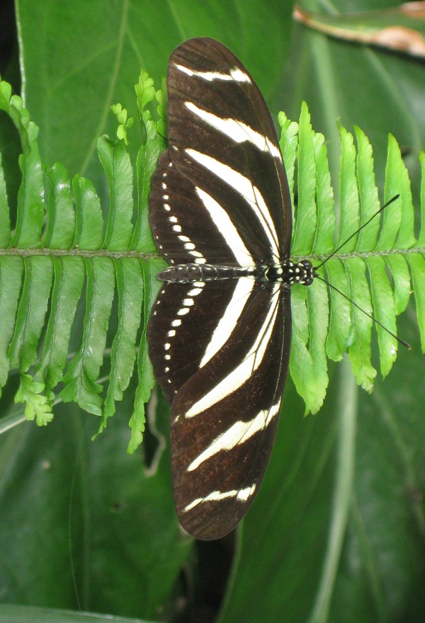 https://c.pxhere.com/photos/4d/f6/butterfly_insect_animal_fern_nature_black_white_zebra_longwing-1123996.jpg!d