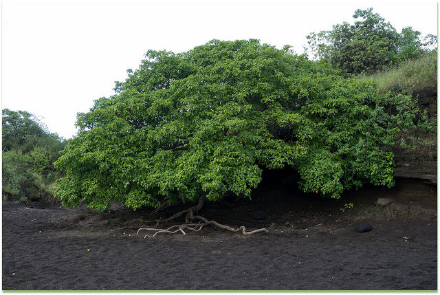 Manzanillo de playa  (фото с https://www.muyinteresante.com.mx/medio-ambiente/arbol-peligroso-muerte/)               