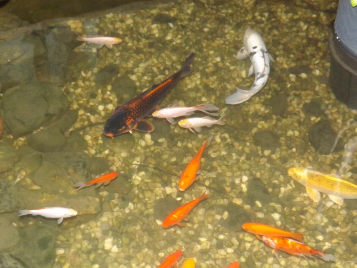 Рыбки в мини-бассейне отеля