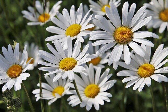 Изображение pasja1000 с сайта Pixabay