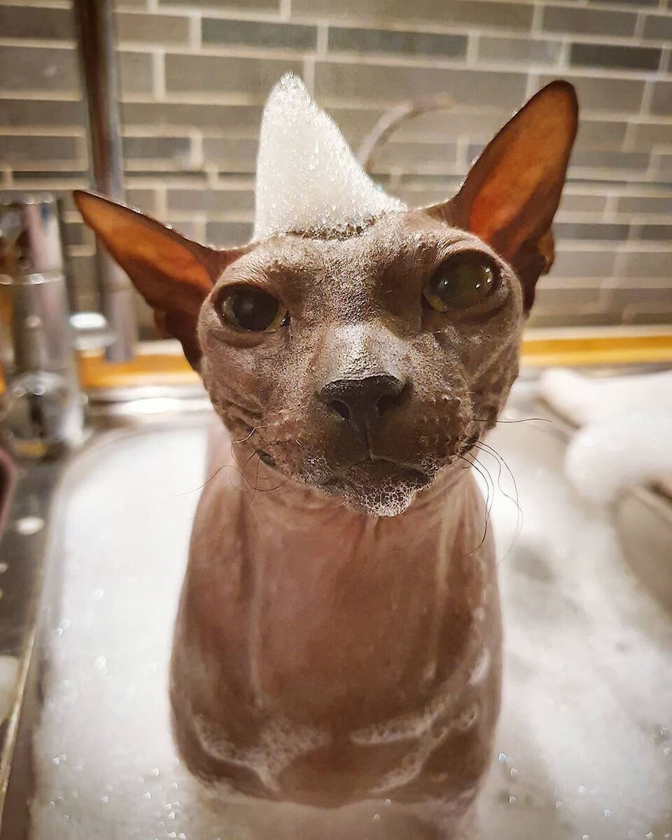 Средний возраст сфинксов в разных странах