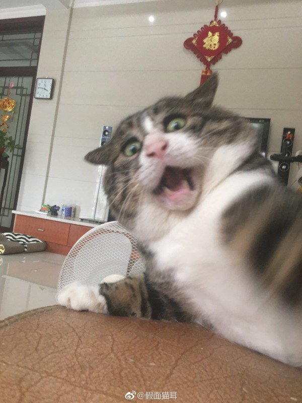 Забавные и юморные братья наши меньшие!!!