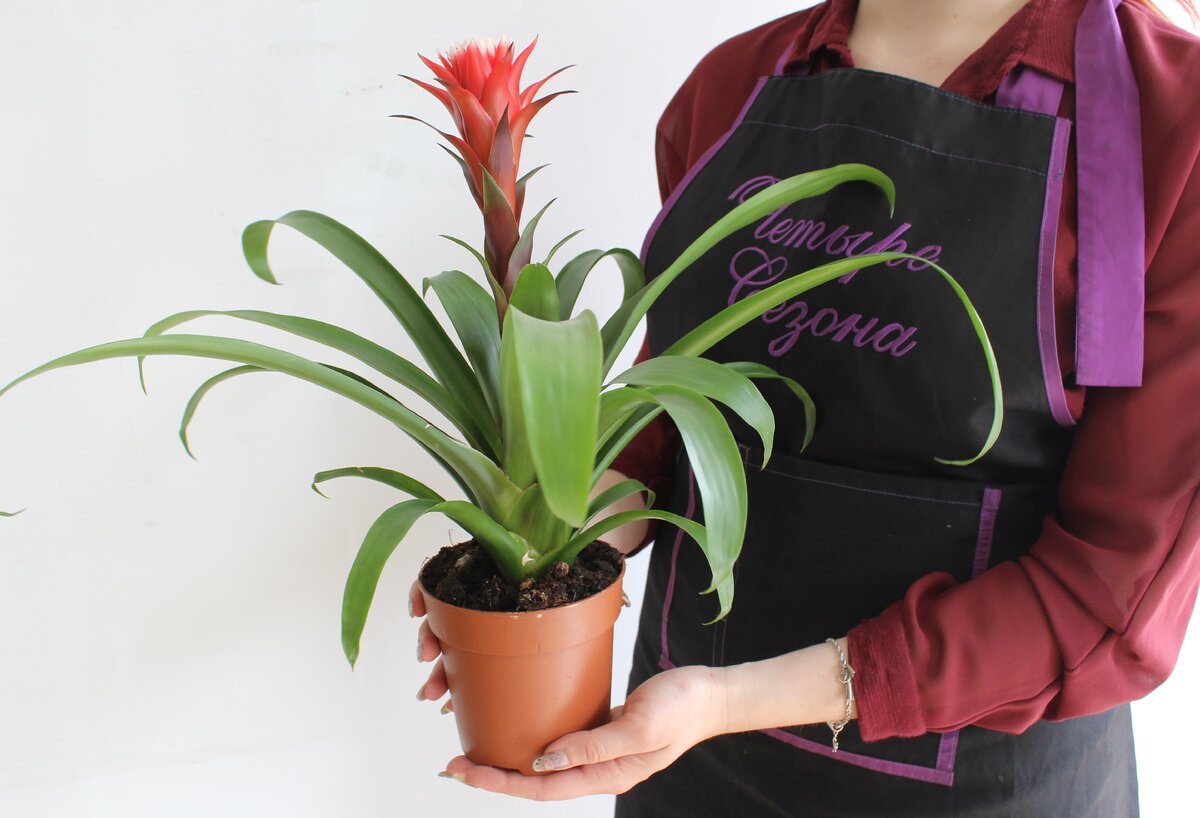 Цветение гузмании. Фото из нашего архива (https://vk.com/4seasons43ru)