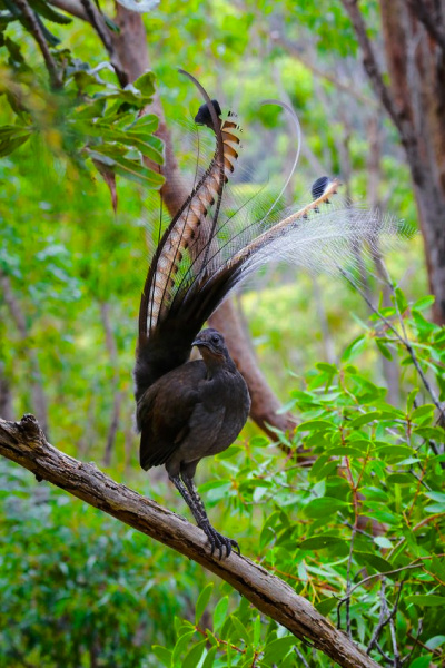  Лирохвост подражатель