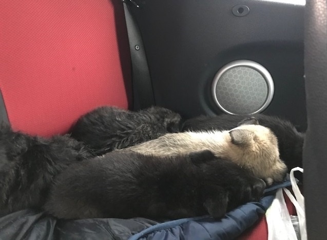 Вот так эта малышня разместилась у меня  в машине. 