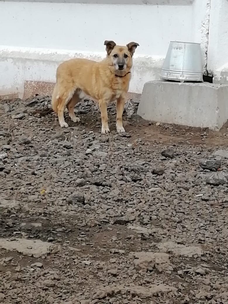 Боско, приют Солнцево