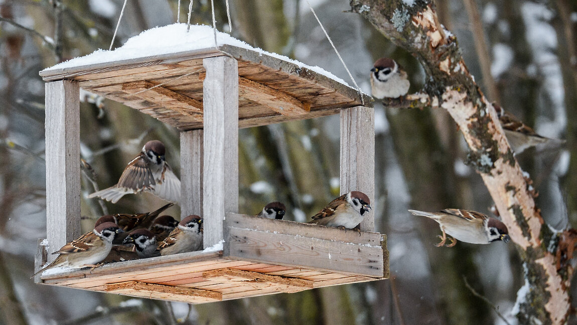 фото (с) Владимир Сергеев
