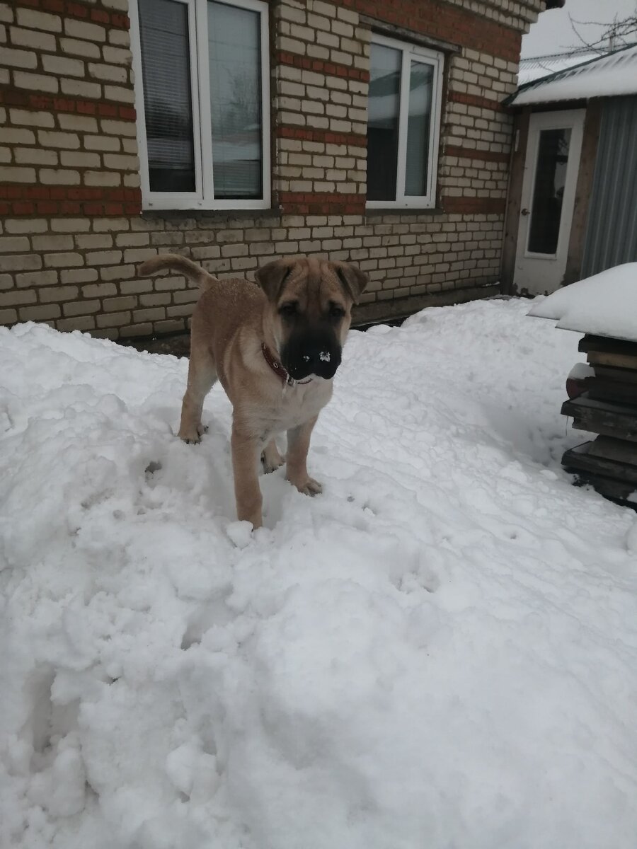 Покорила все сугробы