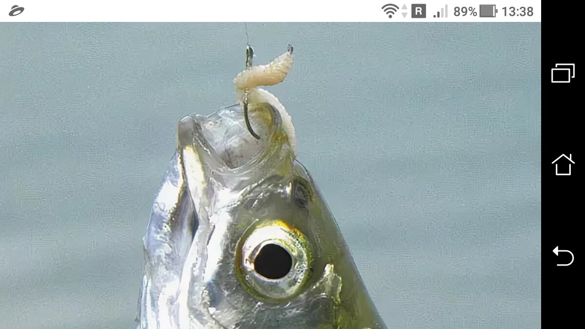 фото Ловля уклейки на поплавочную снасть по холодной воде