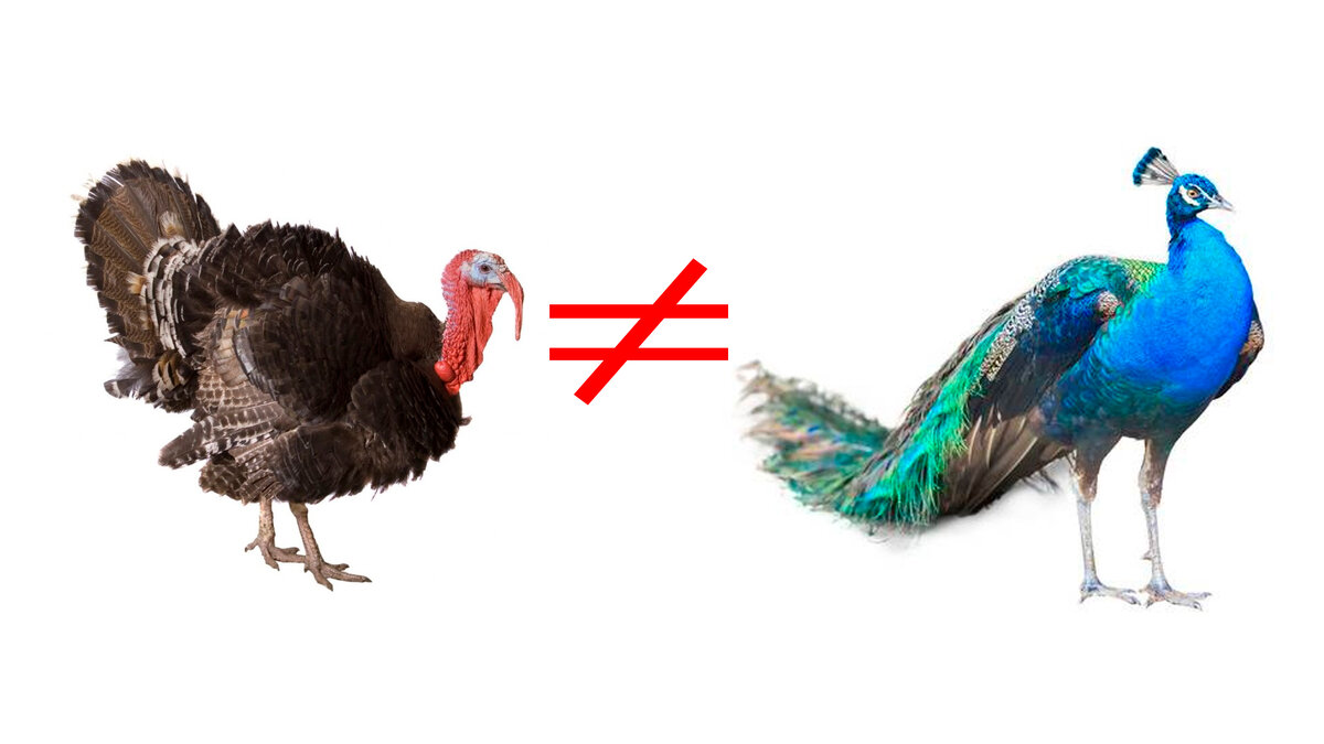                      Индюк это не павлин!  Лучше один раз показать, чем сто рассказать