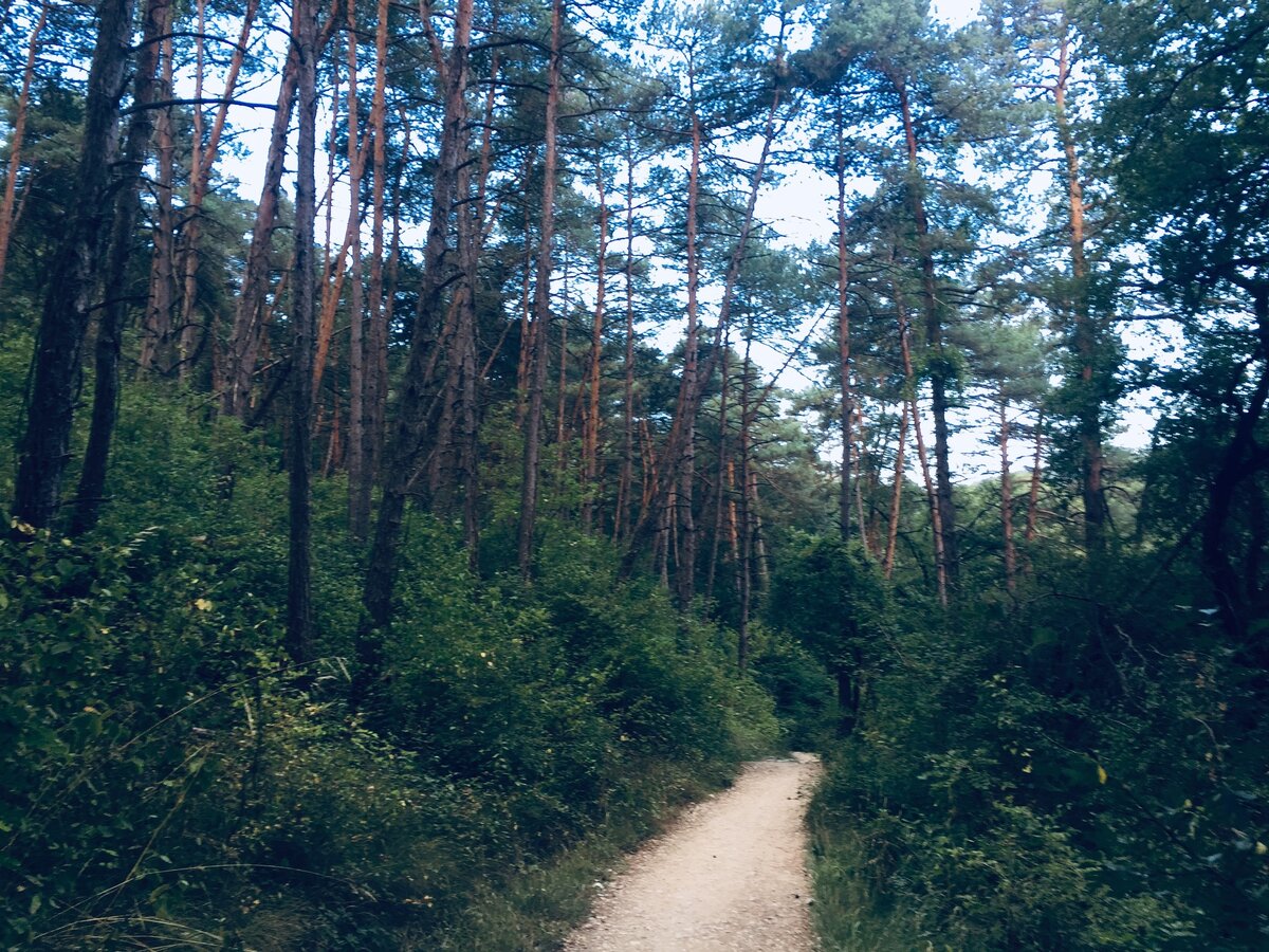 Очередной лес