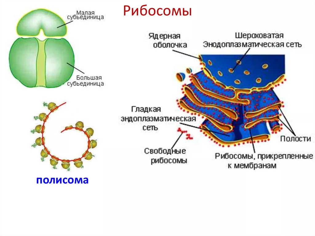 Рибосомы эукариот растений