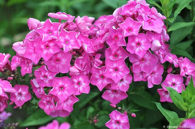 Флокс Купчиха