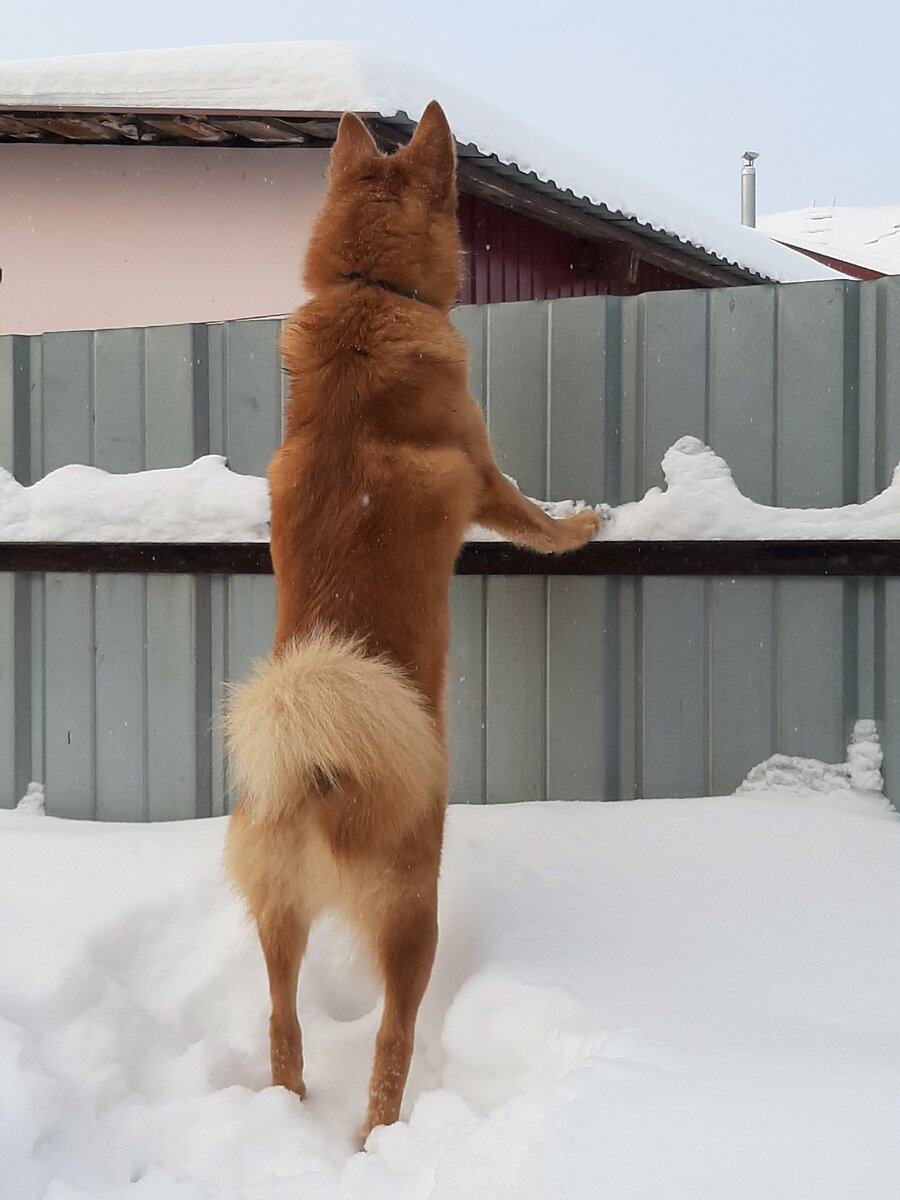 Тарья кино про куриц смотрит