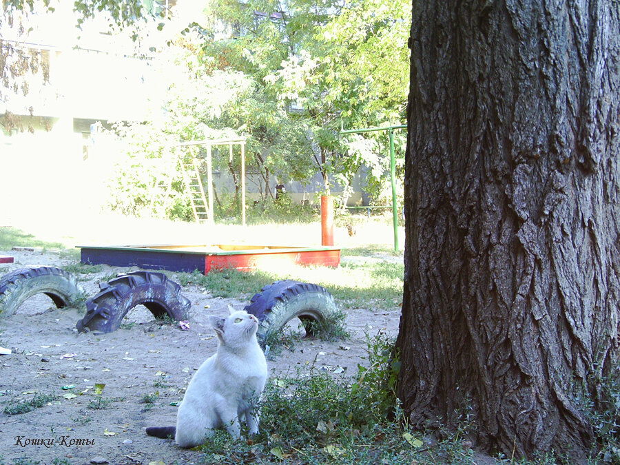 1. Охота на мелкую птицу. 





