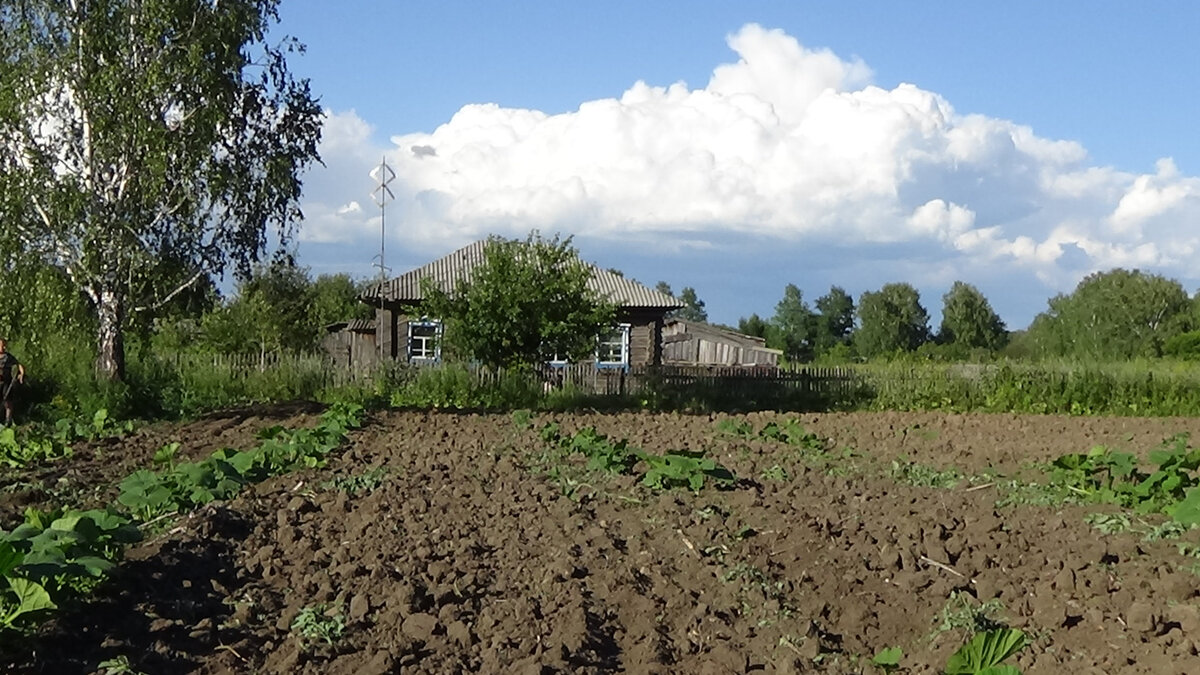 Что вырашивают в огороде жители деревни. И остались ли эти огороды вообще