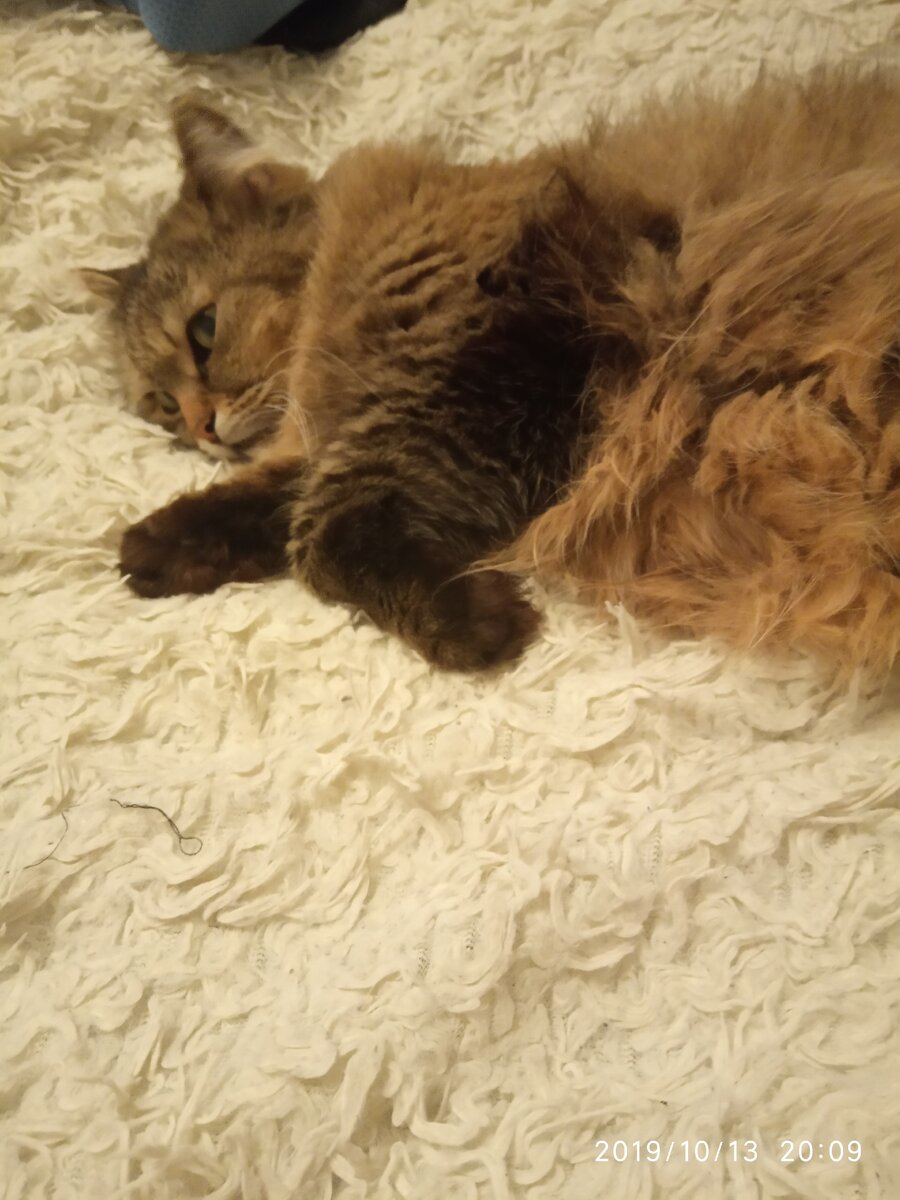 Лежит отдыхает