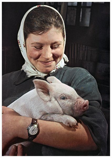 Целинный край. Лучшая свинарка Мария Рогачева со своим питомцем
Яков Рюмкин, 1961 год, Казахская ССР, МАММ/МДФ.