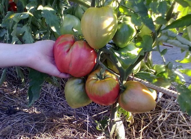 Компактные сорта помидоров, дающих крупные плоды: а не многого ли я хочу?