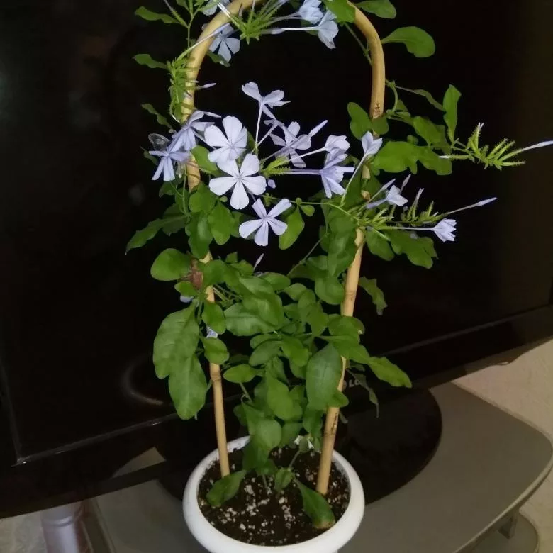 Свинчатка на опоре