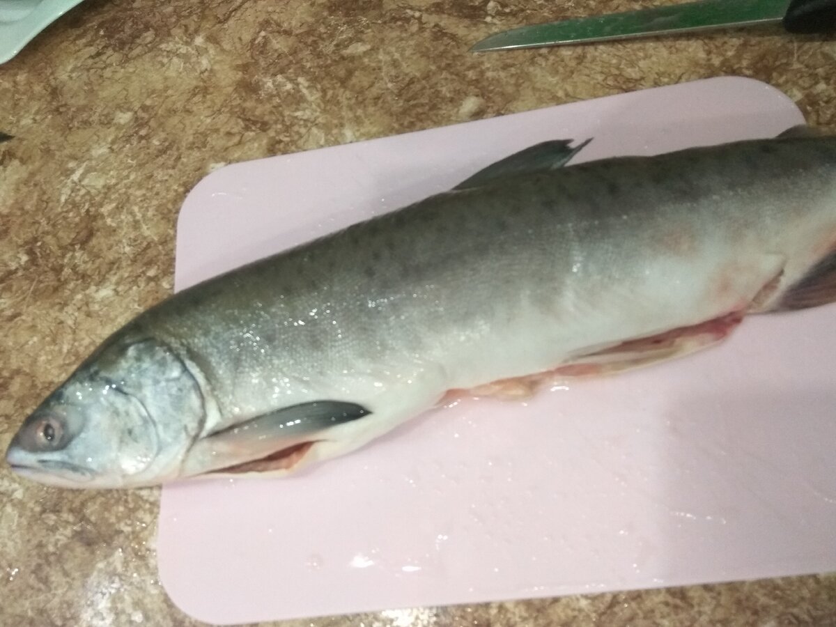 Рыба макрель и скумбрия. Рыба макрель и скумбрия. Мокрель. Как выглядит рыба мокрель фото. Рексия 1200.