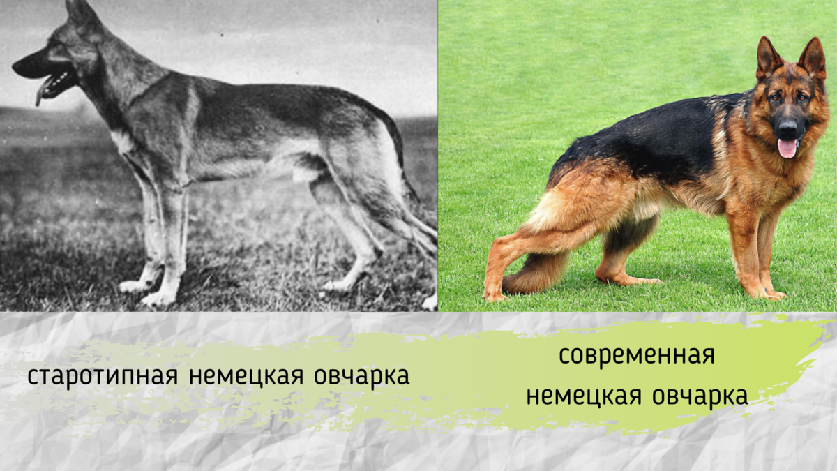 Восточно европейская и немецкая овчарка фото сравнение различие