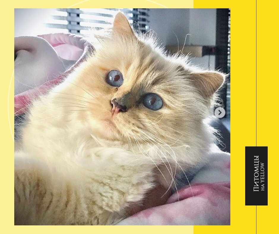 Кошка Шупетт / коллаж автора