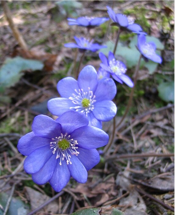 Печеночница благородная (Hepática nóbilis)