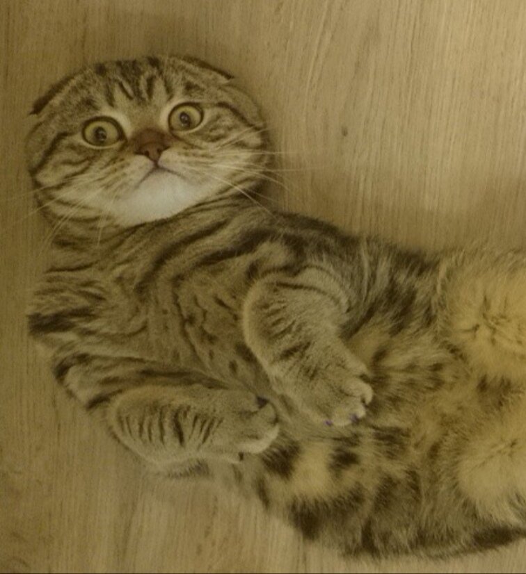 Котик недоумевает))