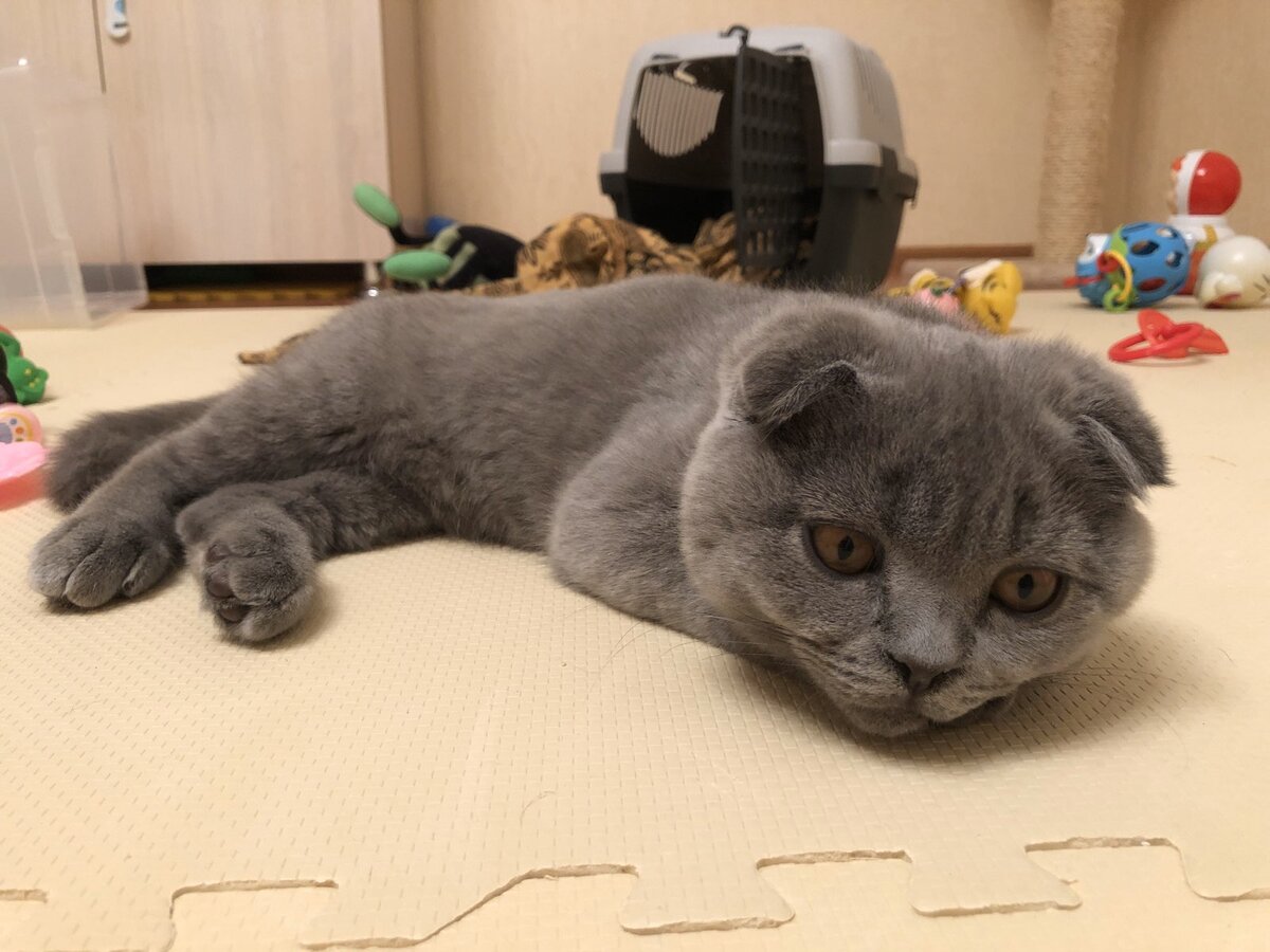 Начинаю понимать, что чувствуют люди в конце тяжелого трудового дня... Кот Космос