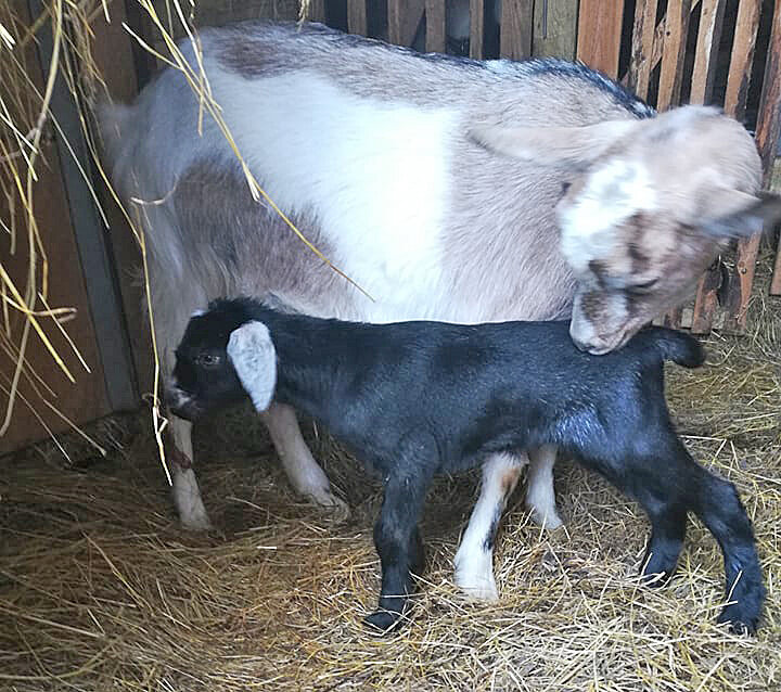 Сколько коза может родить козлят