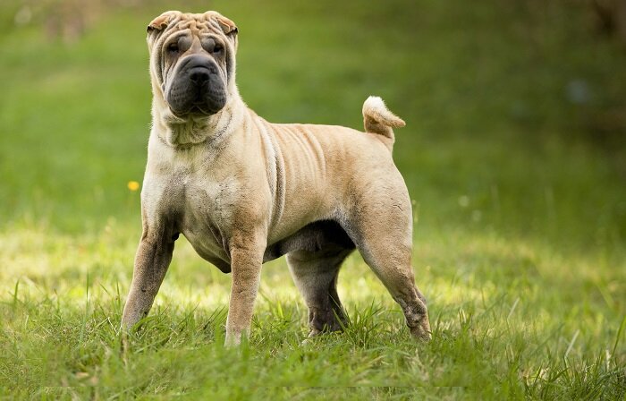 7 пород собак, которые легко справляются с одиночеством