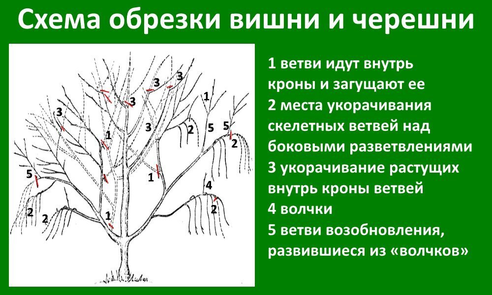 Обрезка молодой черешни весной. Схема подрезки вишни весной. Обрезка вишни и черешни весной. Правильная обрезка вишни весной схема. Схема обрезки черешни летом.