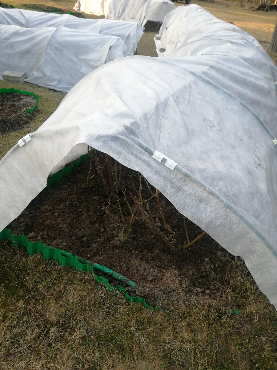 Вот так мои розы выглядят сейчас, торцы открыты 17 марта, фото автора