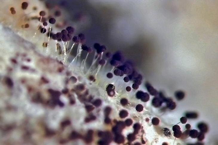 Черная плесень. Источник фото: Яндекс.Картинки