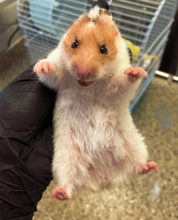 Кусачая бандитка