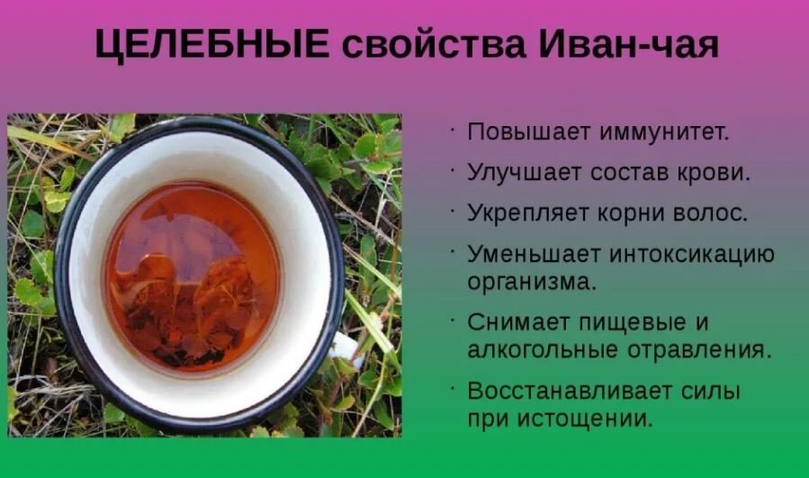 Иван-чай (кипрей): как заготовить и заваривать, а также все о его пользе