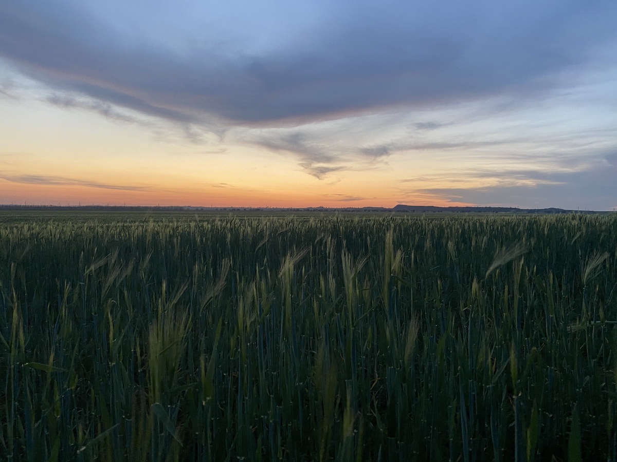Те самые фотографии сделанные в полях.