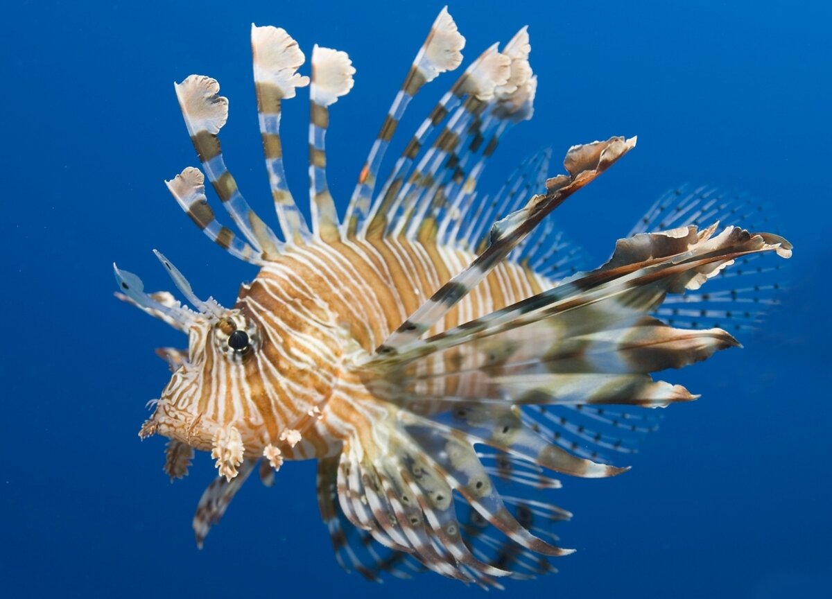 Фото из открытого источника.