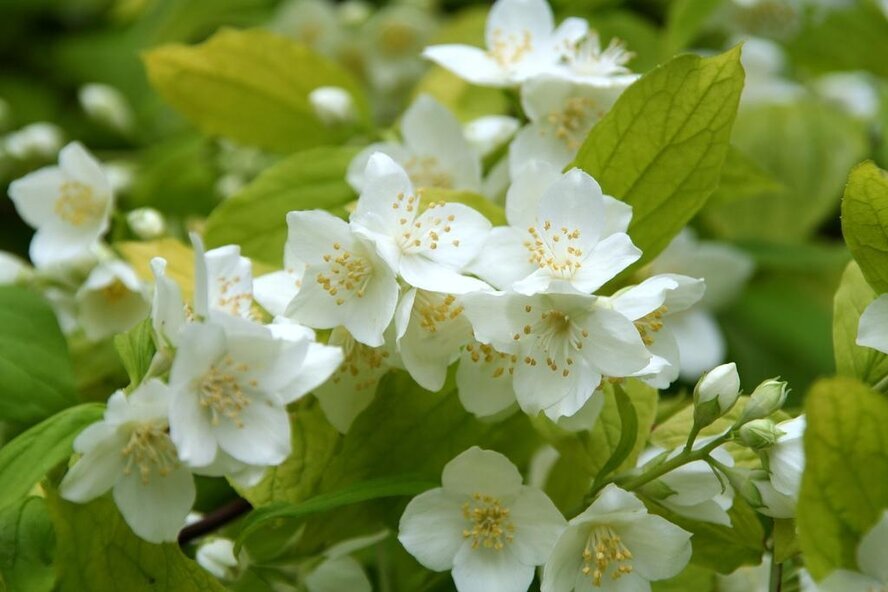 Пышные соцветия