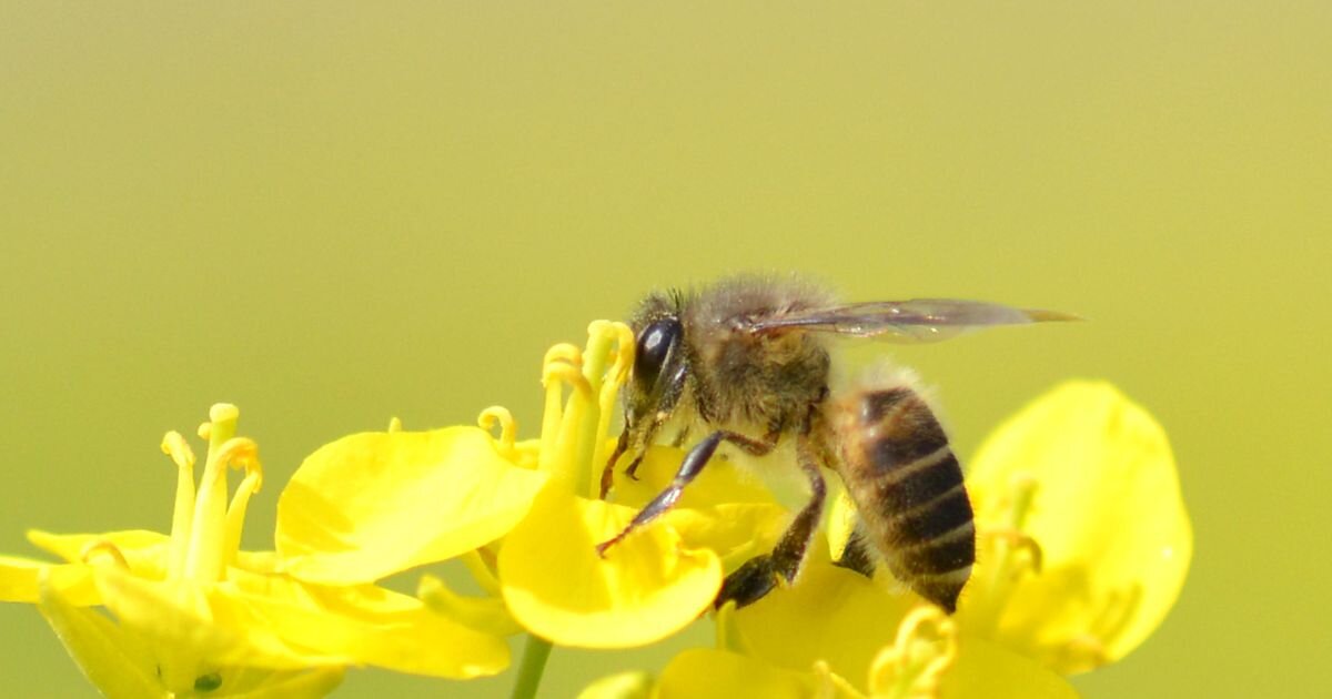 весенняя пчёлка