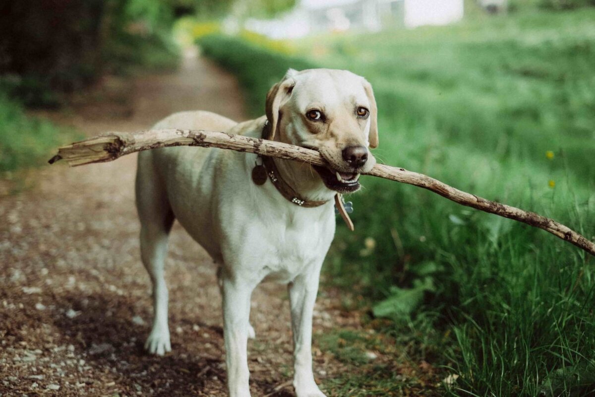 Во что поиграть с собакой на прогулке | Loveisdog.ru - всё о собаках | Дзен