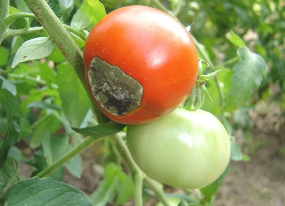 Как спасти томаты, если они заболели фитофторой? Запомните на всякий случай